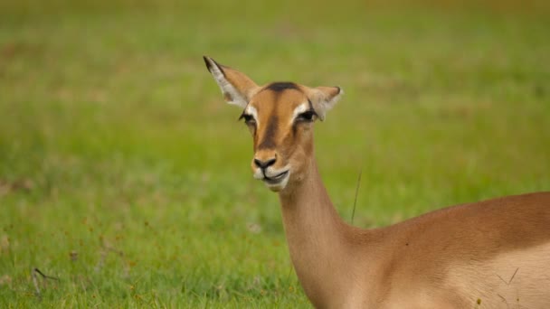 Impala Menelan Makanan Dan Memuntahkan Makanannya Taman Nasional Addo Afrika — Stok Video