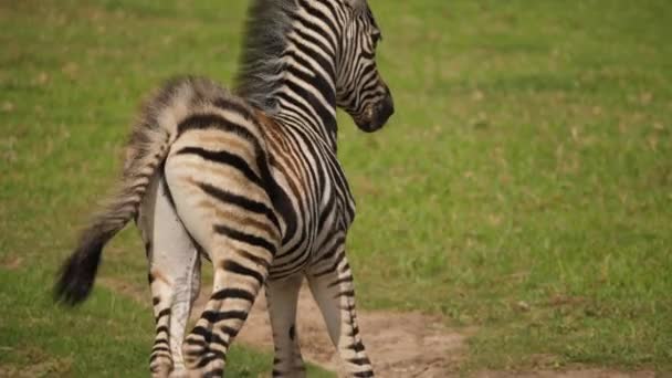 Fiatal Zebra Csikó Sikeresen Feláll Egy Szeles Napon Addo Park — Stock videók