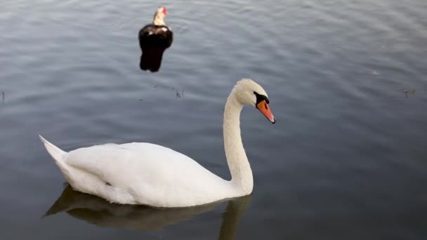 Λευκός Κύκνος Κολυμπά Στη Λίμνη — Αρχείο Βίντεο
