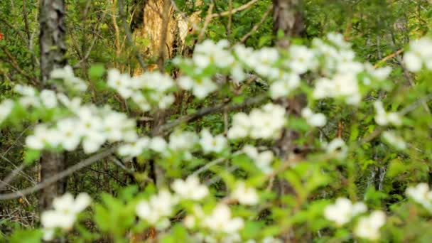 Rack Ostrość Nieostre Centrum Uwagi Zbliżenie Widok Dogwood Kwitnie Lesie — Wideo stockowe