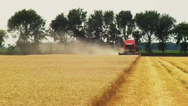 Mesin Pertanian Menggabungkan Pemanen Yang Bekerja Lapangan Panen Gandum Gabungan — Stok Video
