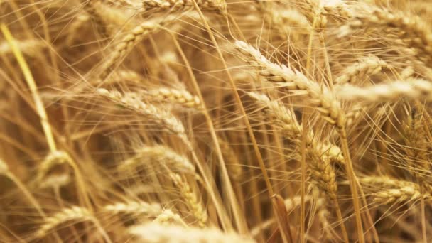 Nahaufnahme Eines Weizenfeldes Einem Sonnigen Tag Großes Feld Mit Gelbem — Stockvideo