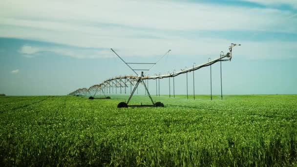 Campo Trigo Irrigado Por Sistema Aspersão Por Pivô Modernas Tecnologias — Vídeo de Stock