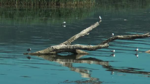 Gaviotas Larus Canus Descansando Sobre Agua Durante Soleado Día Verano — Vídeos de Stock