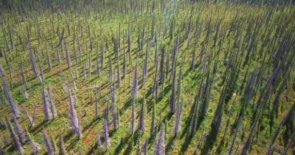 Malerischer Yukon Rundflug Rückwärts Über Hohe Stachelige Abgestorbene Bäume Wald — Stockvideo