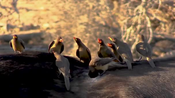 Ett Jämnt Tätt Klämma Yellowbilled Oxpeckers Baksidan Buffel — Stockvideo