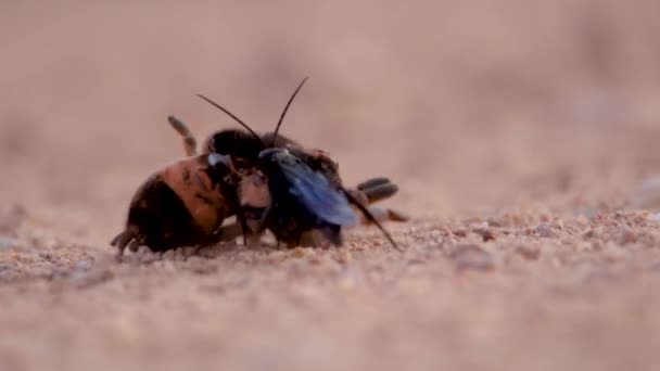 Primo Piano Una Vespa Ragno Trascinando Suo Ragno Ospite Catturato — Video Stock