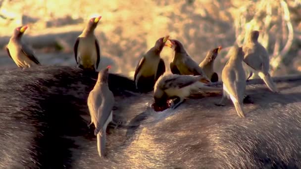 Een Gladde Strakke Clip Van Yellowbilled Oxpeckers Die Parasieten Teken — Stockvideo
