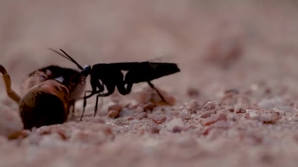 Gros Plan Régulier Lisse Une Guêpe Araignée Traînant Son Araignée — Video