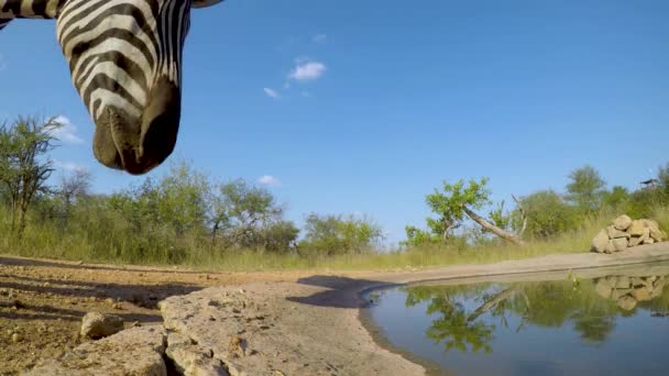 Низький Кут Зору Зебри Обережно Отримує Напій Водяної Дірки Плює — стокове відео