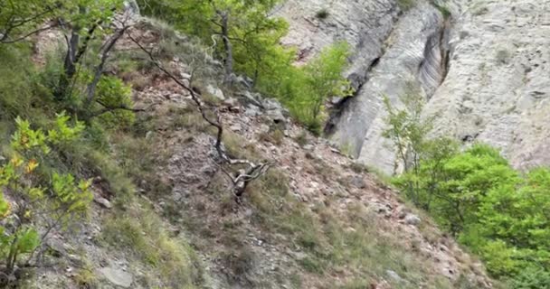 Alberi Verdi Nella Foresta Alberi Verdi Tra Scogliere — Video Stock