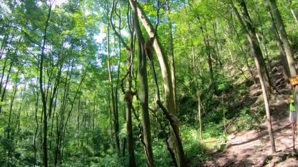 우림에서 나무를 올라가는 원숭이 마리의 갤러리 포레스트 — 비디오