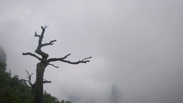 Neúrodný Strom Rostoucí Útesu Slavné Posvátné Hory Tianmen Pokryté Mlhou — Stock video