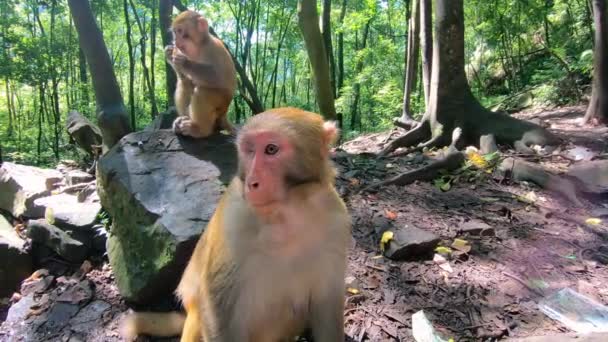 Pack Wild Monkeys Eating Food Thrown Tourists Climbing Trees Forest — Stock Video