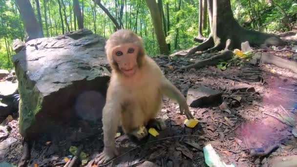Kleine Makaak Aap Grijpen Banaan Gegooid Door Toeristen Een Bos — Stockvideo