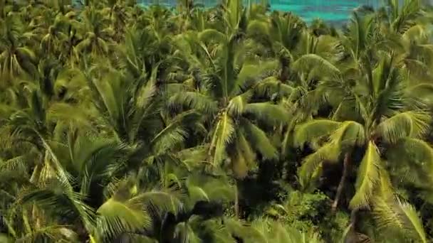 Drone Strzał Panning Top Palm Dżungli Ujawniając Piękne Ciche Białe — Wideo stockowe