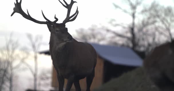 Majestic Stag Large Antlers Doe Look Each Other Slomo — Stock Video