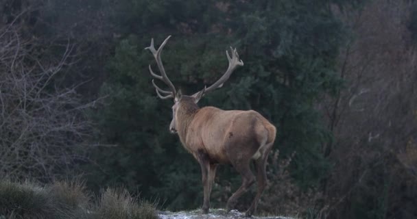 Majestätisk Svensexa Med Stora Horn Går Lugnt Bort Från Kameran — Stockvideo