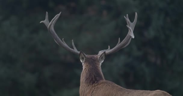 雄壮的雄鹿 长着大鹿角 转过头 望着相机 Slomo — 图库视频影像