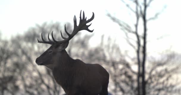 Majestic Stag Large Antlers Turns His Head Slomo — Stock Video