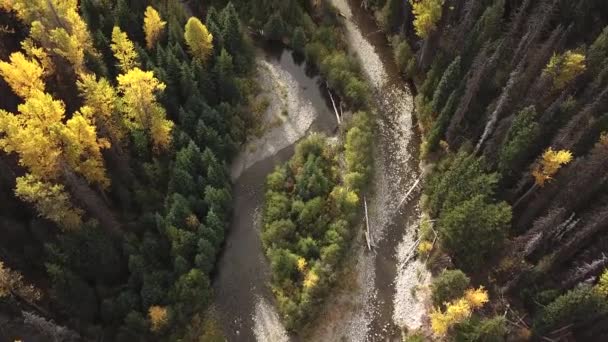 Вниз Осеннему Лесному Ручью Воздушный Удар — стоковое видео