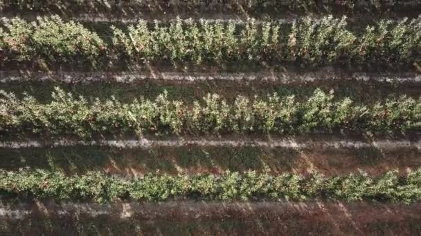 Von Oben Auf Apfelbäume Obstgarten Von Similkameen Valley Geschossen Luftaufnahme — Stockvideo
