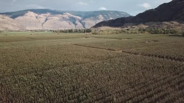 Der Flug Über Den Apfelgarten Similkameen Tal Mit Bergen Hintergrund — Stockvideo