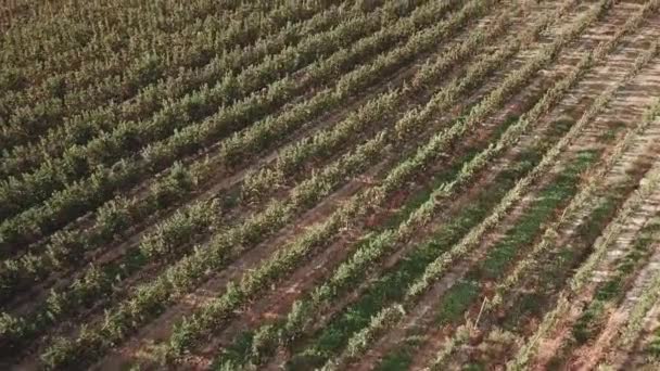 Voando Perto Macieiras Similkameen Vale Pomar Tiro Aéreo — Vídeo de Stock