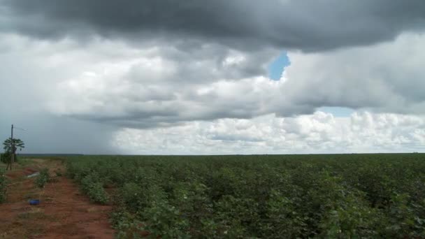 Campo Algodón Tempestuoso Timelapse Brasil — Vídeos de Stock