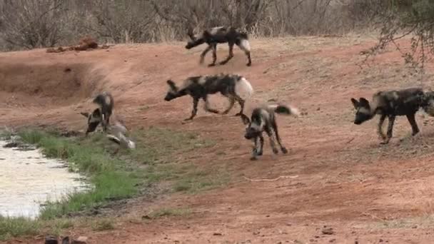 保護区の水場 自然生息地の動物 野生動物の概念によるアフリカの野生の犬の子犬 — ストック動画