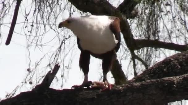 Close African Fish Eagle Eating Prey Tree Branch Animales Aves — Vídeo de stock