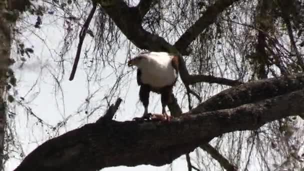 Afrikansk Fiskörn Äter Sitt Byte Trädgrenen Fågel Naturmiljö Ekosystemet Naturreservatet — Stockvideo