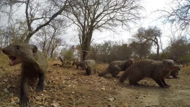 Skupina Banded Mangusta Hledá Potravu Africké Savanna Field Upřímný Fotoaparát — Stock video