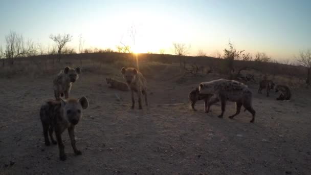 ヒエナとカブスは日没の太陽の下でアフリカのサバンナのほこりの多いフィールドに閉じます 野生動物 自然生息地の家族 — ストック動画