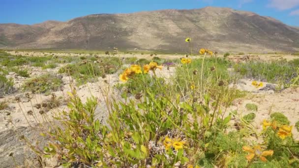 乾燥したアタカマ砂漠に咲くオレンジArgylia Radiata野生の花の広い風景 明るい青空の日 — ストック動画