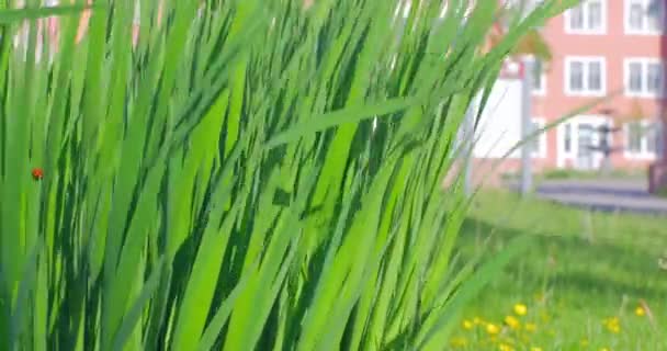 Pan Shot Grasses Waving Wind Frente Una Vieja Psiquiatría Alemana — Vídeo de stock