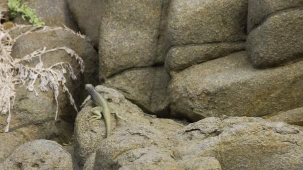 Закройте Последующий Снимок Самца Атакамен Пасифик Игуана Ползающего Прыгающего Скалистой — стоковое видео