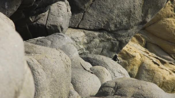 Medium Wide Shot Male Atacamen Pacific Iguana Stalking Female Rocky — Vídeo de Stock