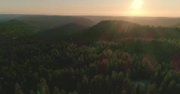 Εναέρια Του Δάσους Που Χτυπήθηκε Από Τον Πρωινό Ήλιο — Αρχείο Βίντεο