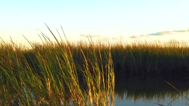 120 Fps Braccio Braccio Acqua Con Erba Alta Rivelare Skyline — Video Stock