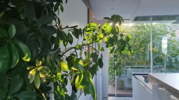 下午的阳光在白色明亮的厨房 阳光穿过室内植物的叶子 — 图库视频影像