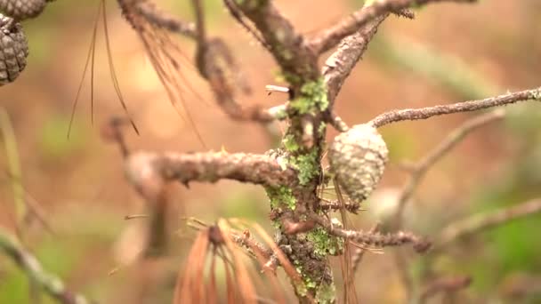 Pohon Pinus Mati Dekat Cabang Pohon Mati Pinecones — Stok Video