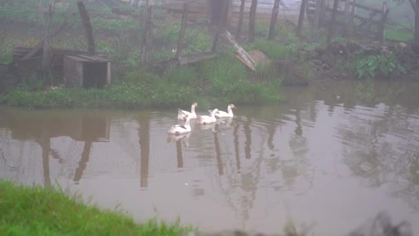 Geese Swimming Pond Misty Pond Geese — Stock Video