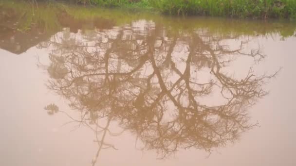 Sudaki Ağaç Yansıması Gölette Dalgalanmalar Misterious Göleti — Stok video
