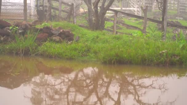 農場の傾斜 霧深い農場の池 — ストック動画