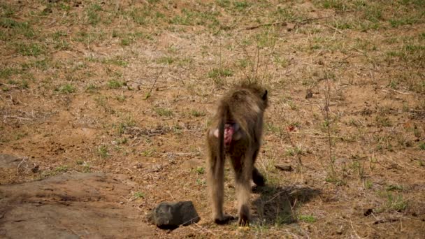 Slow Motion Chacma Baboon Voedergewassen Voor Voedsel Kruger National Park — Stockvideo