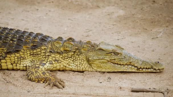 ワニはまだ地面に横たわっていて 頭から尾までパンニングしています クルーガー国立公園 — ストック動画