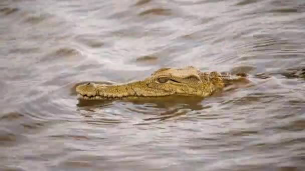 Sidoprofilbild Krokodil Som Sticker Upp Huvudet Vattnet — Stockvideo