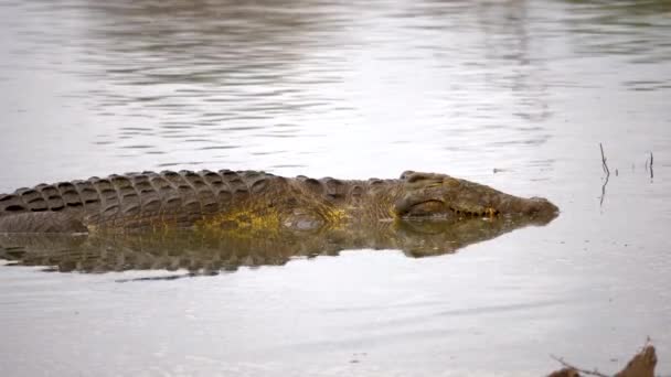 Grande Crocodilo Ainda Deita Água Abrindo Lentamente Olhos — Vídeo de Stock
