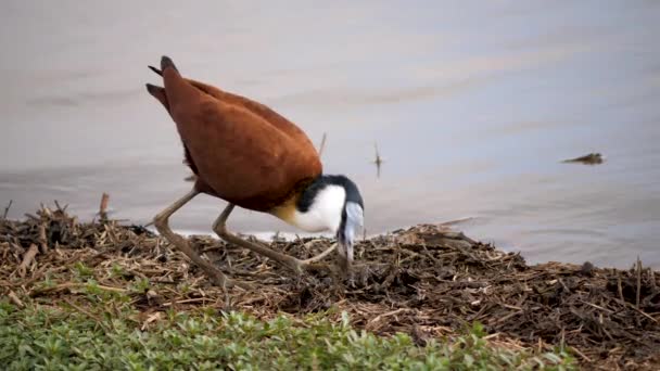 African Jacana Futter Flussufer Kruger Nationalpark — Stockvideo